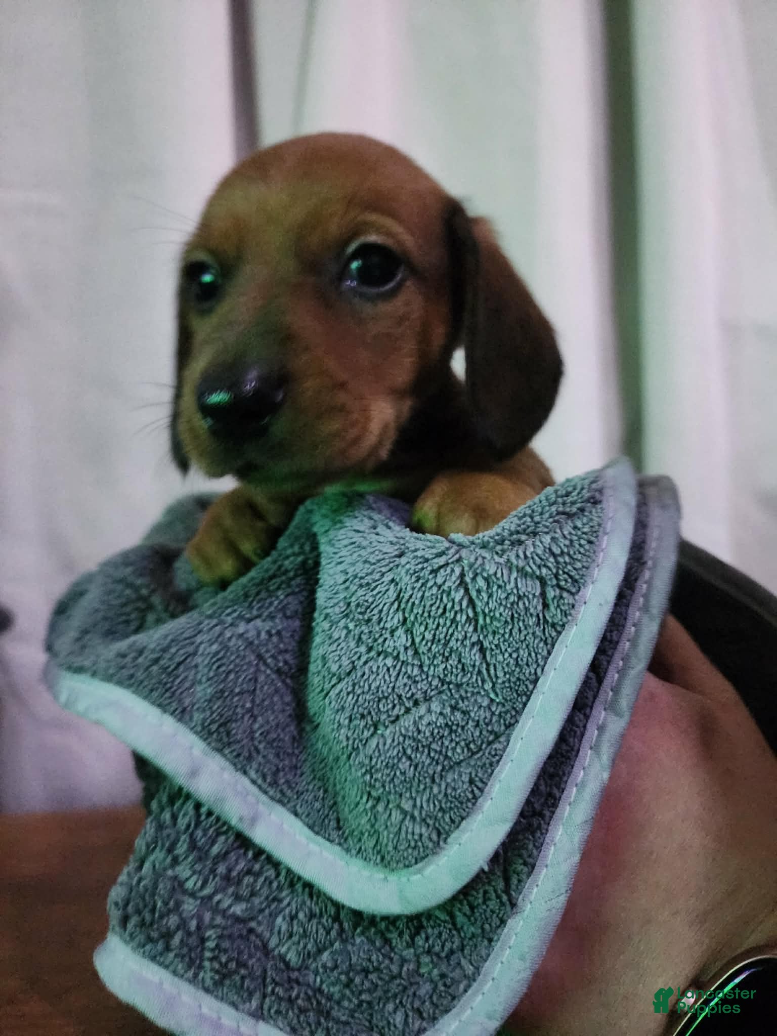 Dachshund dogs Dachshund Puppy 3 - Ad 35