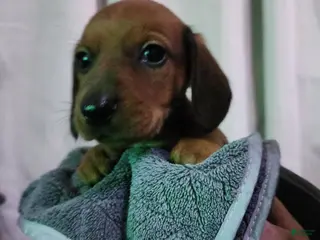 Dachshund dogs Dachshund Puppy 3 - Ad 35