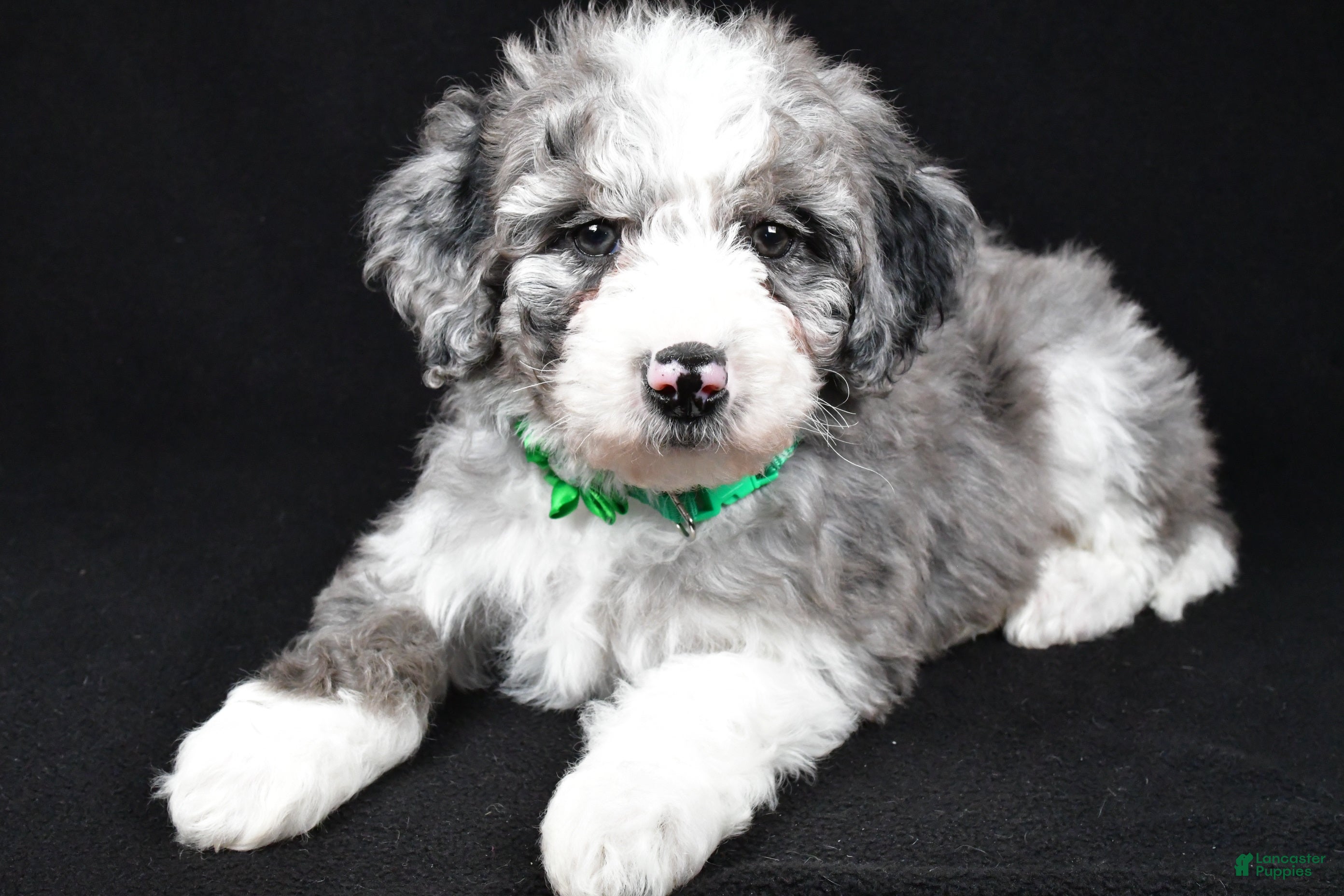 Sheepadoodle dogs Coco - Ad 7