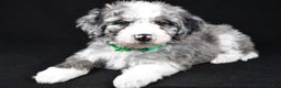 Sheepadoodle dogs for sale: Coco - Ad 1