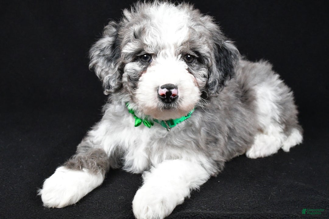 Sheepadoodle dogs for sale: Coco - Ad 1