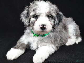 Sheepadoodle dogs Coco - Ad 17