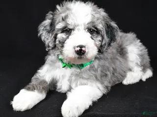 Sheepadoodle dogs Coco - Ad 12