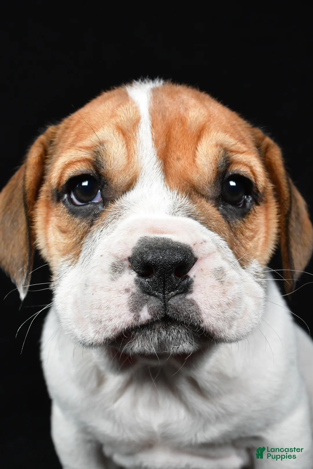 Beabull dogs for sale: Piper - Ad 2