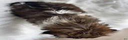 Shih Tzu dogs for sale: Lucy - Ad 5