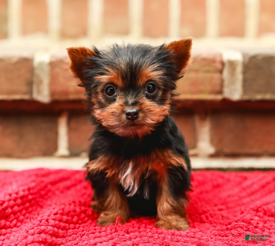 Yorkshire Terrier dogs for sale: Pinky (Extra Small) - Ad 1