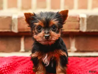 Yorkshire Terrier dogs Pinky (Extra Small) - Ad 16