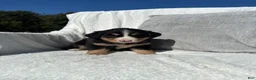 Mixed Breed dogs for sale: Mixed Breed 6 - Ad 4