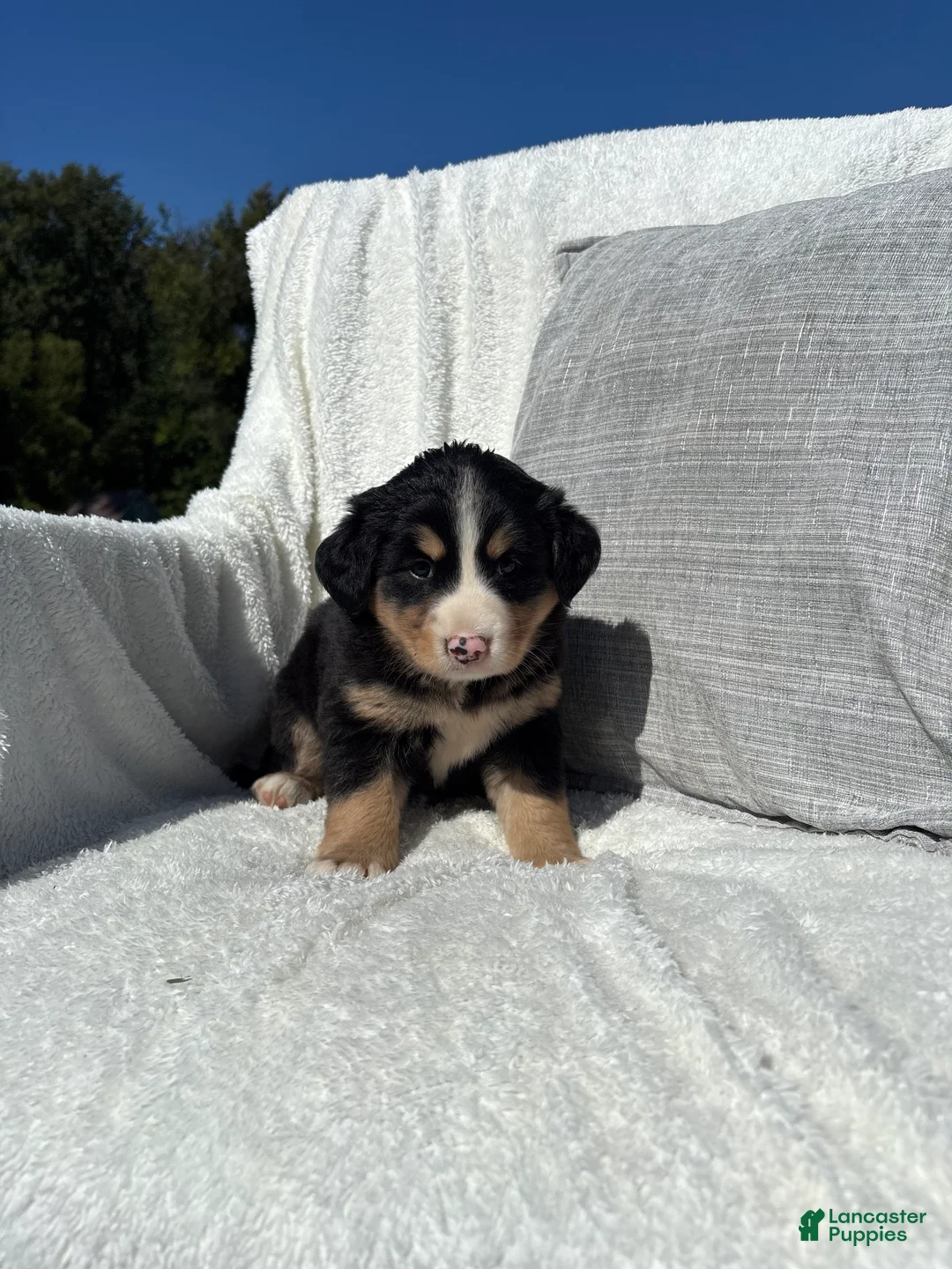 Mixed Breed dogs for sale: Mixed Breed 6 - Ad 4