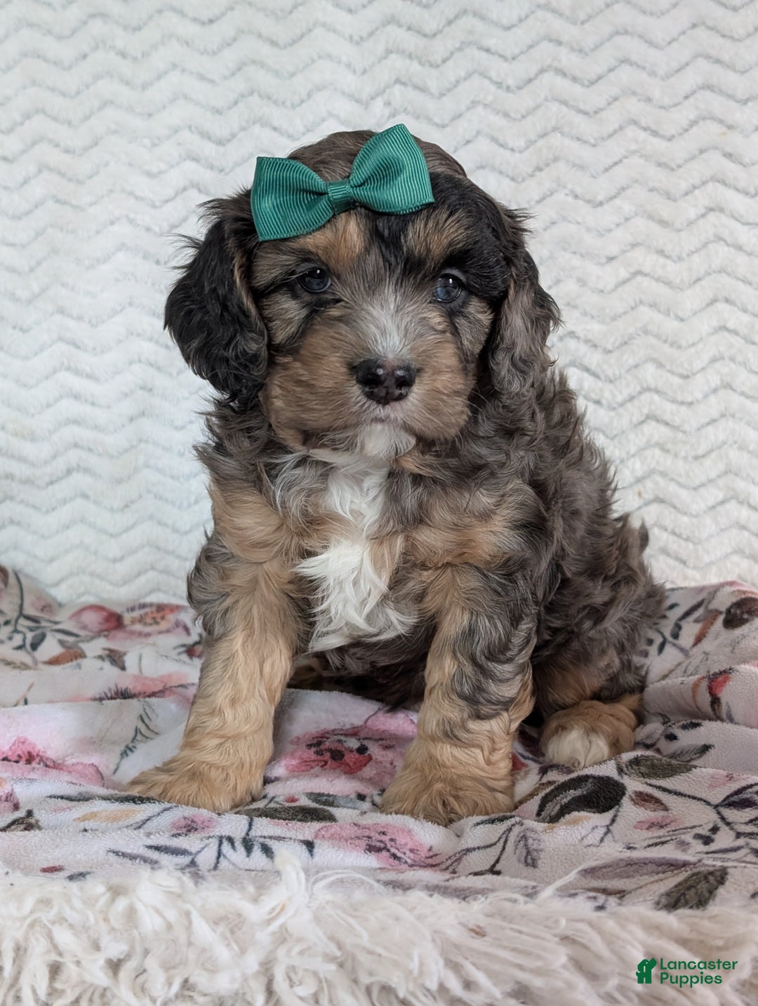 Cavapoo dogs for sale: Charlie  - Ad 19