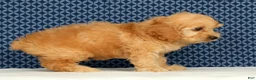 Cockapoo dogs for sale: Millie - Ad 4