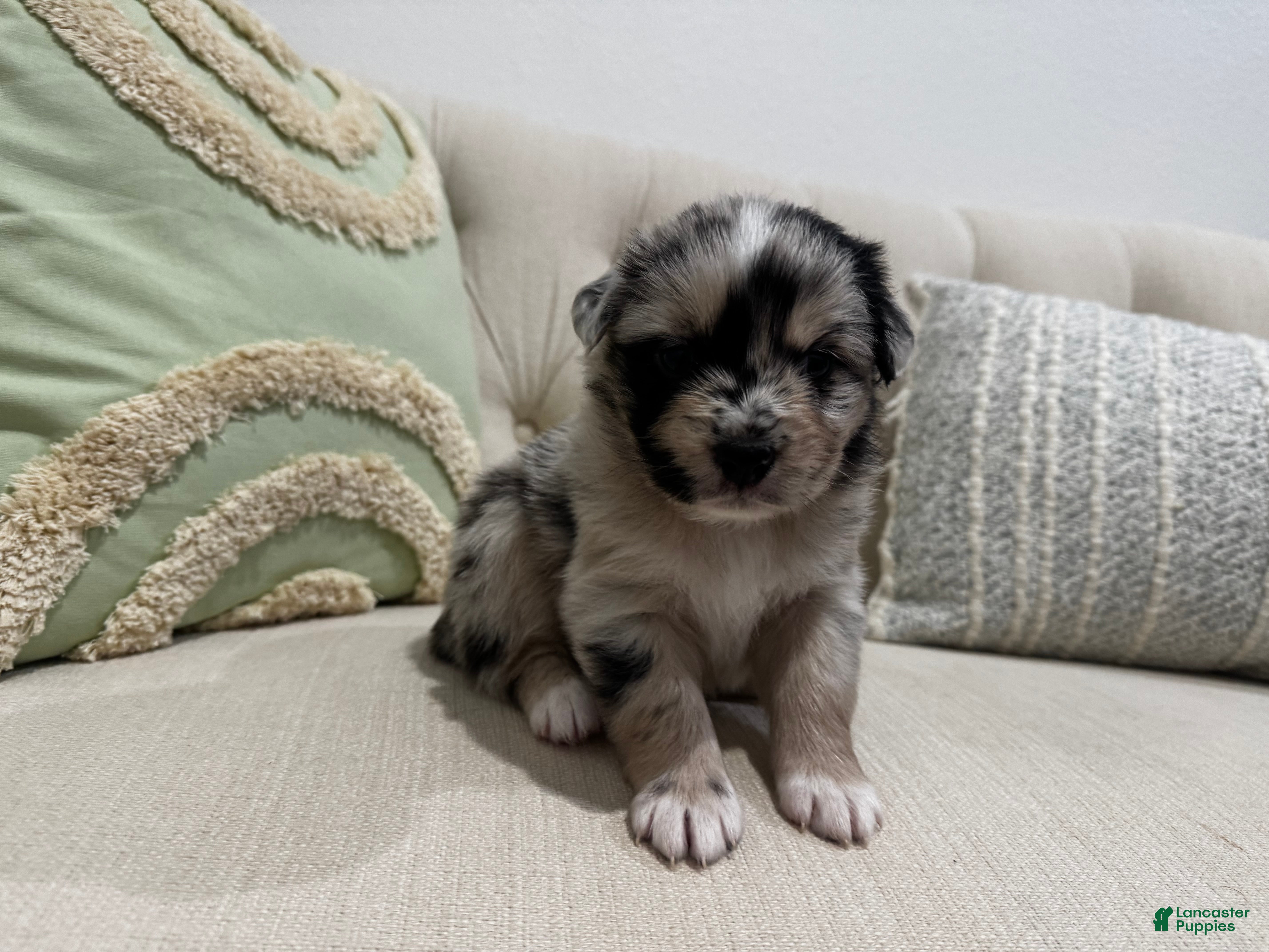 Australian Shepherd dogs Australian Shepherd Puppy 4 - Ad 3