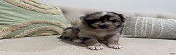 Australian Shepherd dogs for sale: Australian Shepherd Puppy 4 - Ad 6