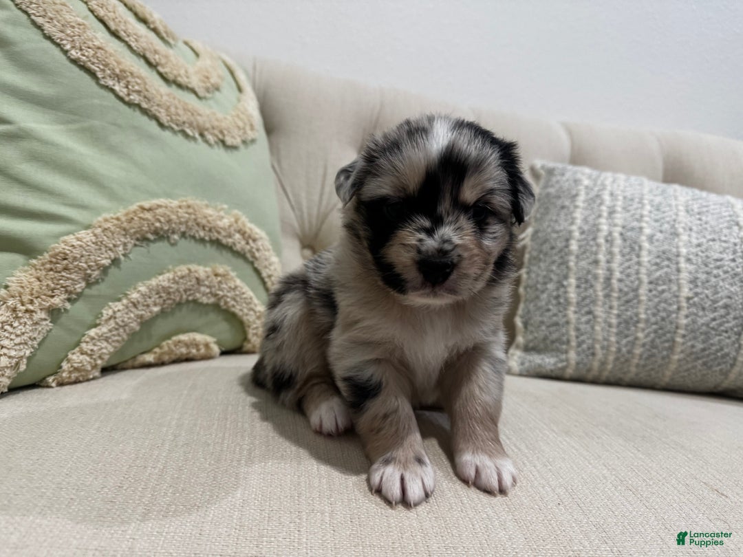 Australian Shepherd dogs for sale: Australian Shepherd Puppy 4 - Ad 6