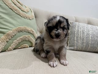 Australian Shepherd dogs Australian Shepherd Puppy 4 - Ad 12