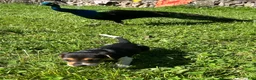 Beagle dogs for sale: Beagle 2 - Ad 3