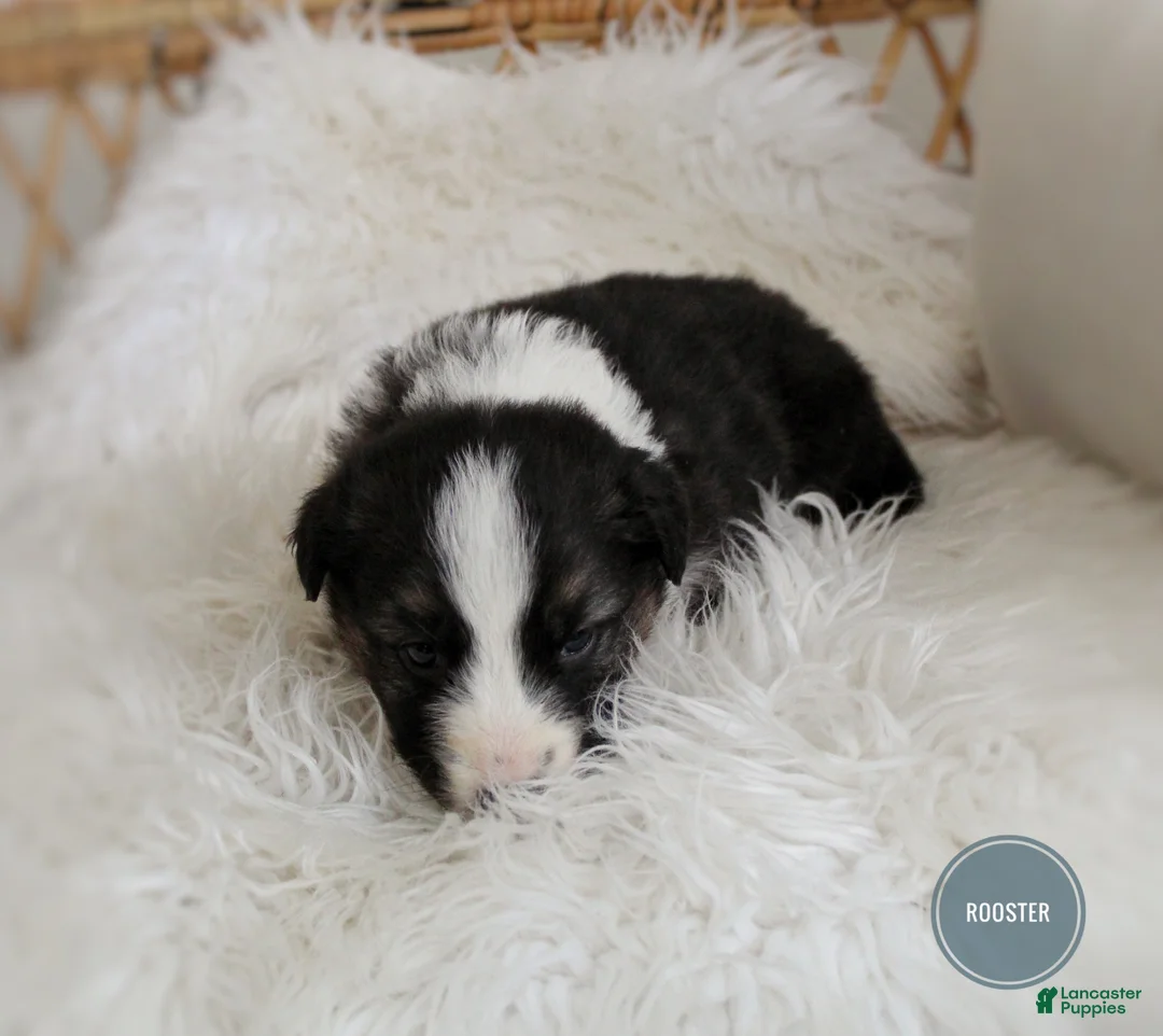 Mixed Breed dogs for sale: Rooster  - Ad 2