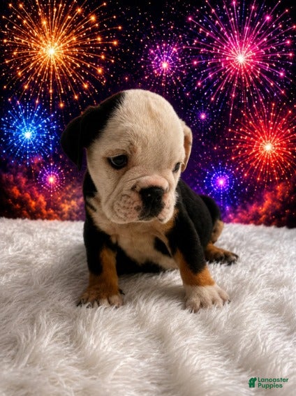 English Bulldog dogs Bela_Female - Ad 2