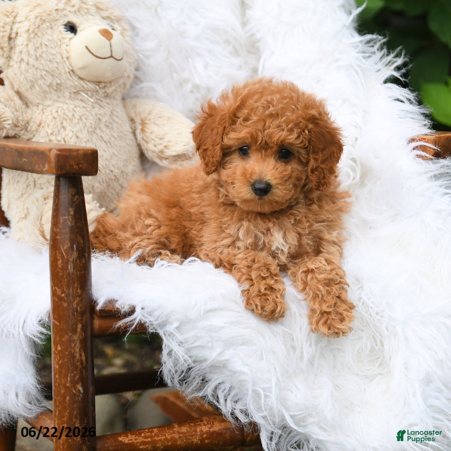 Mini Aussiedoodle dogs Carmel - Ad 2