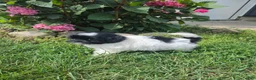 Shihpoo dogs for sale: Vicky - Ad 4