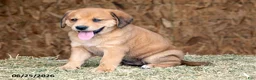 Mixed Breed dogs for sale: Brianna - Ad 1