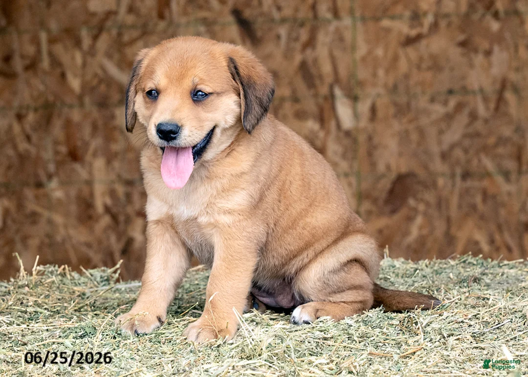 Mixed Breed dogs for sale: Brianna - Ad 1