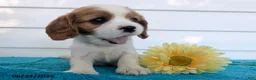 Cavalier King Charles Spaniel dogs for sale: Loren - Ad 3