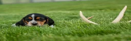 Beagle dogs for sale:  Cash🐶 - Ad 6