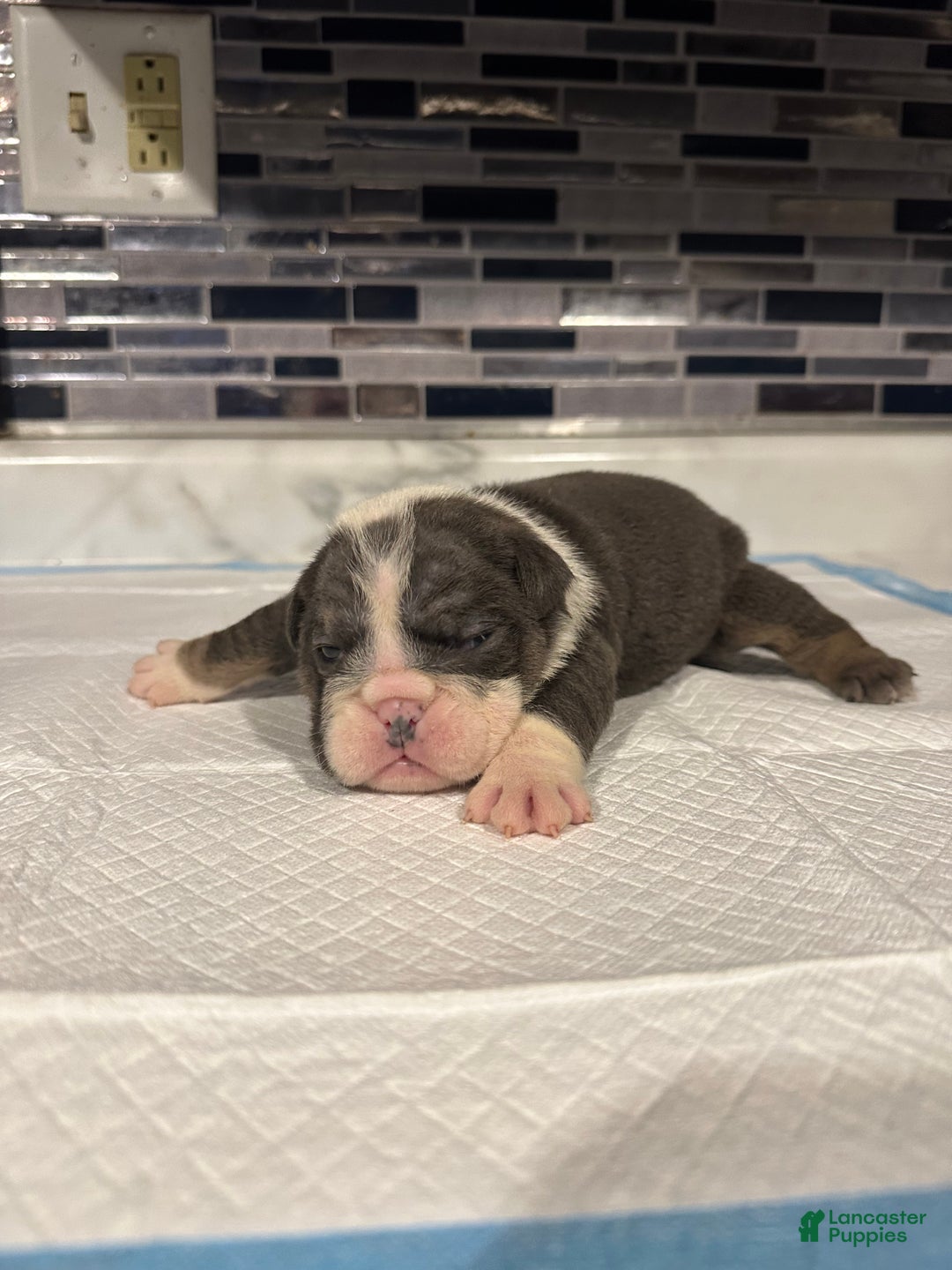 English Bulldog dogs for sale: Blue Female - Ad 2