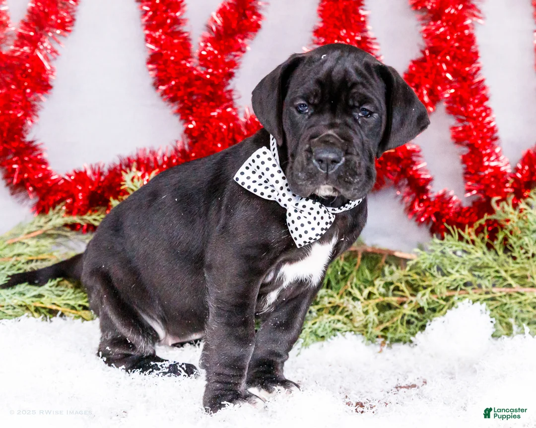 Great Dane dogs for sale: Carol - Ad 9