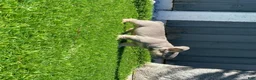 French Bulldog dogs for sale: Shelby Lilac Tan Frenchie Pup - Ad 2