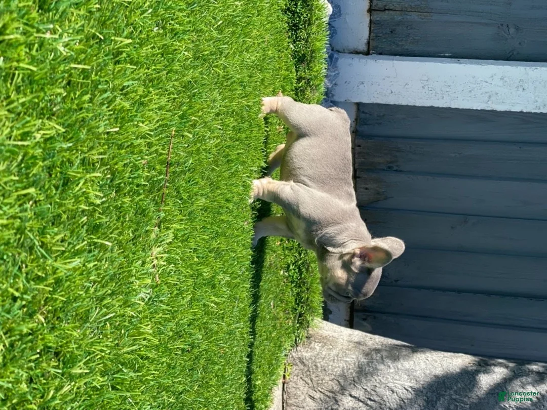 French Bulldog dogs for sale: Shelby Lilac Tan Frenchie Pup - Ad 2
