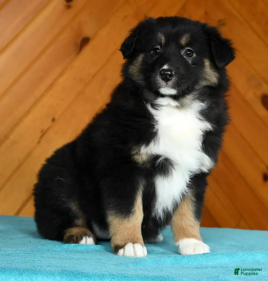 Gallery Image {{count}}