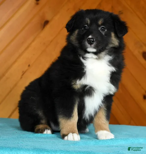 Gallery Image {{count}}