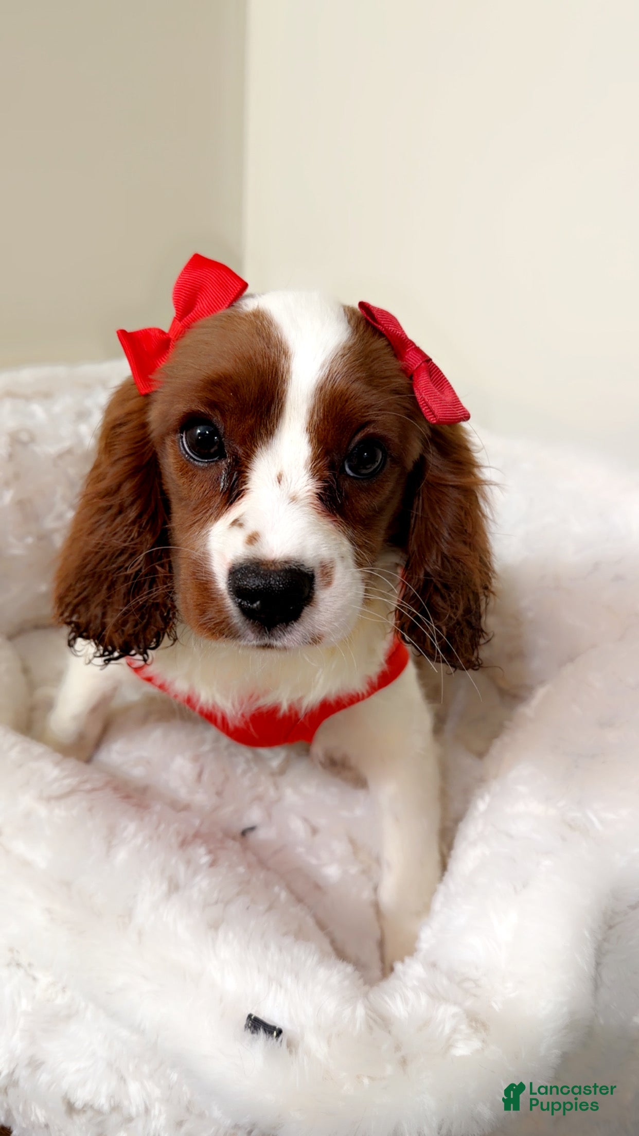 Cavapoo dogs Skye  - Ad 2