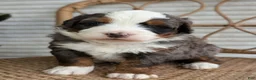 Bernedoodle dogs for sale: Spartan - Ad 7