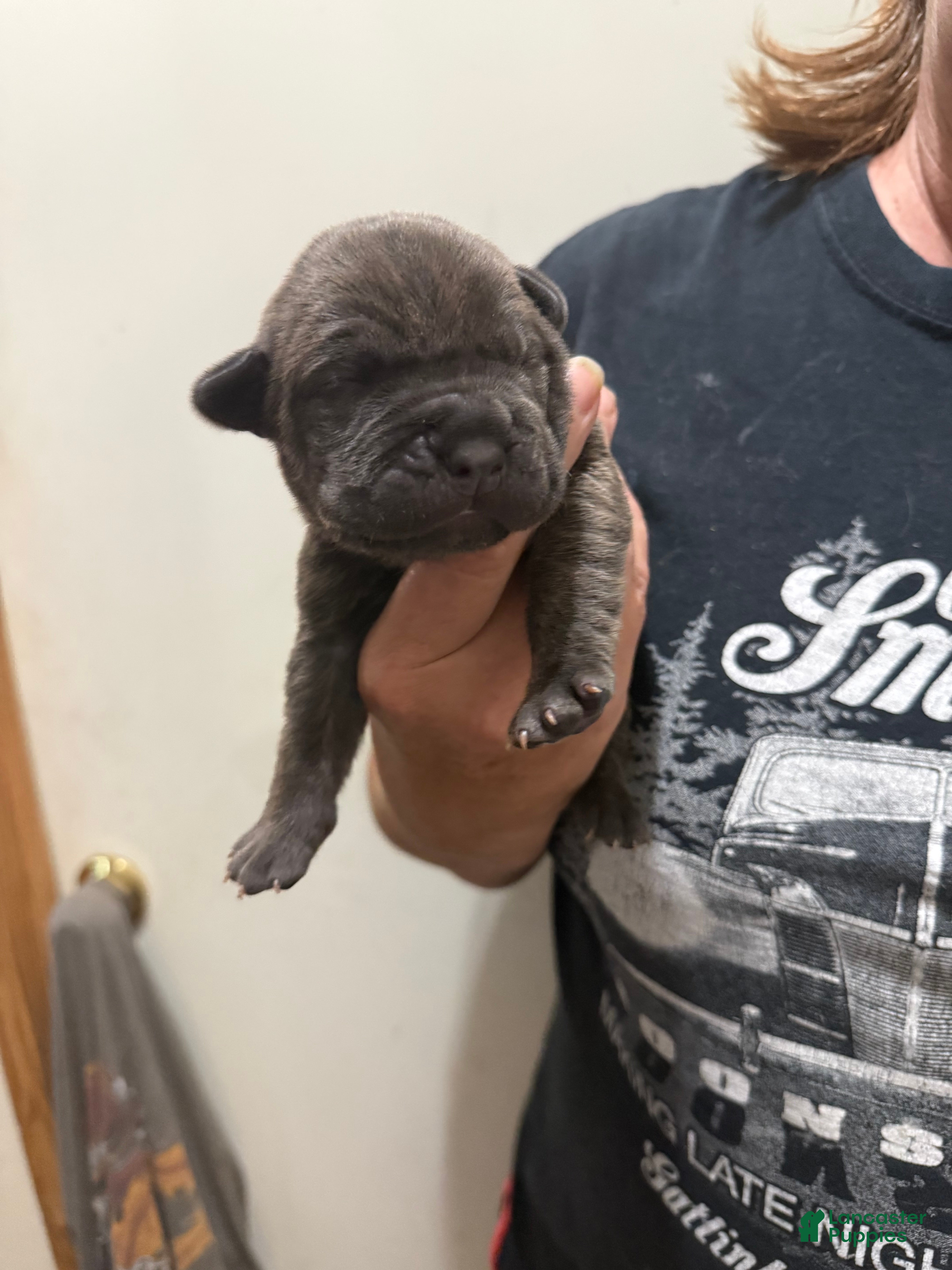 Cane Corso dogs Cane Corso Gray/Blue - Ad 2