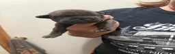 Cane Corso dogs for sale: Cane Corso Gray/Blue - Ad 2