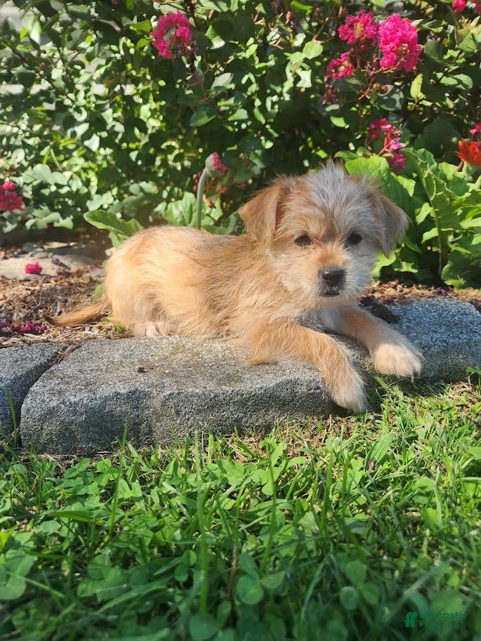 Shorkie dogs Tina - Ad 1