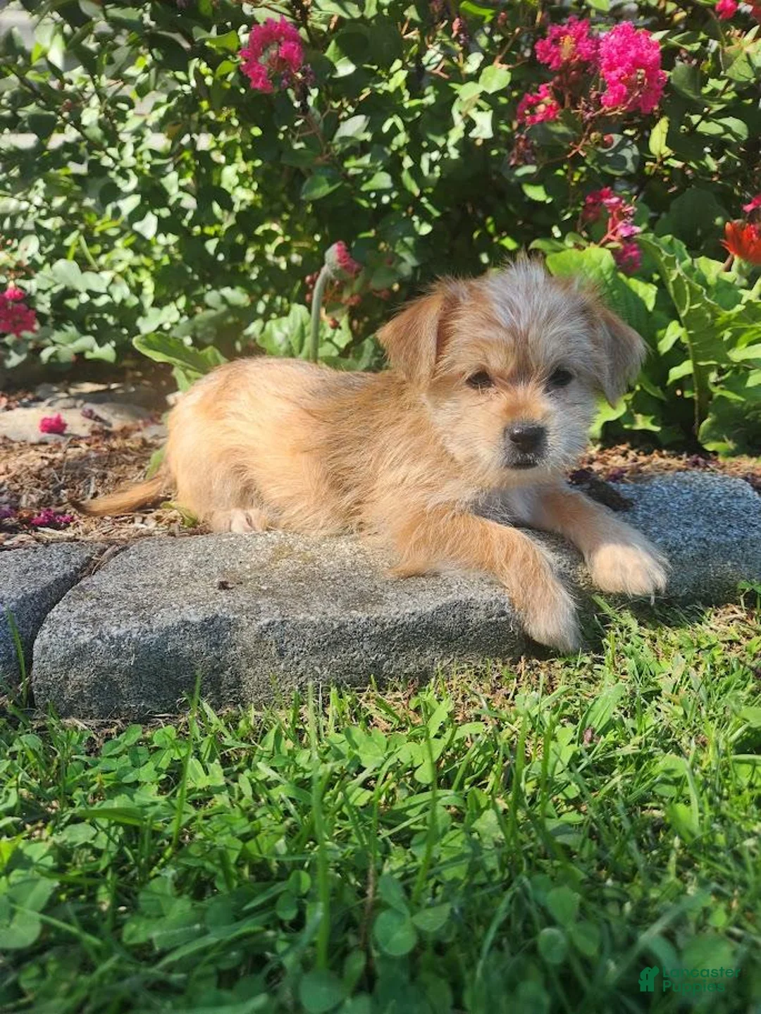 Shorkie dogs for sale: Tina - Ad 1