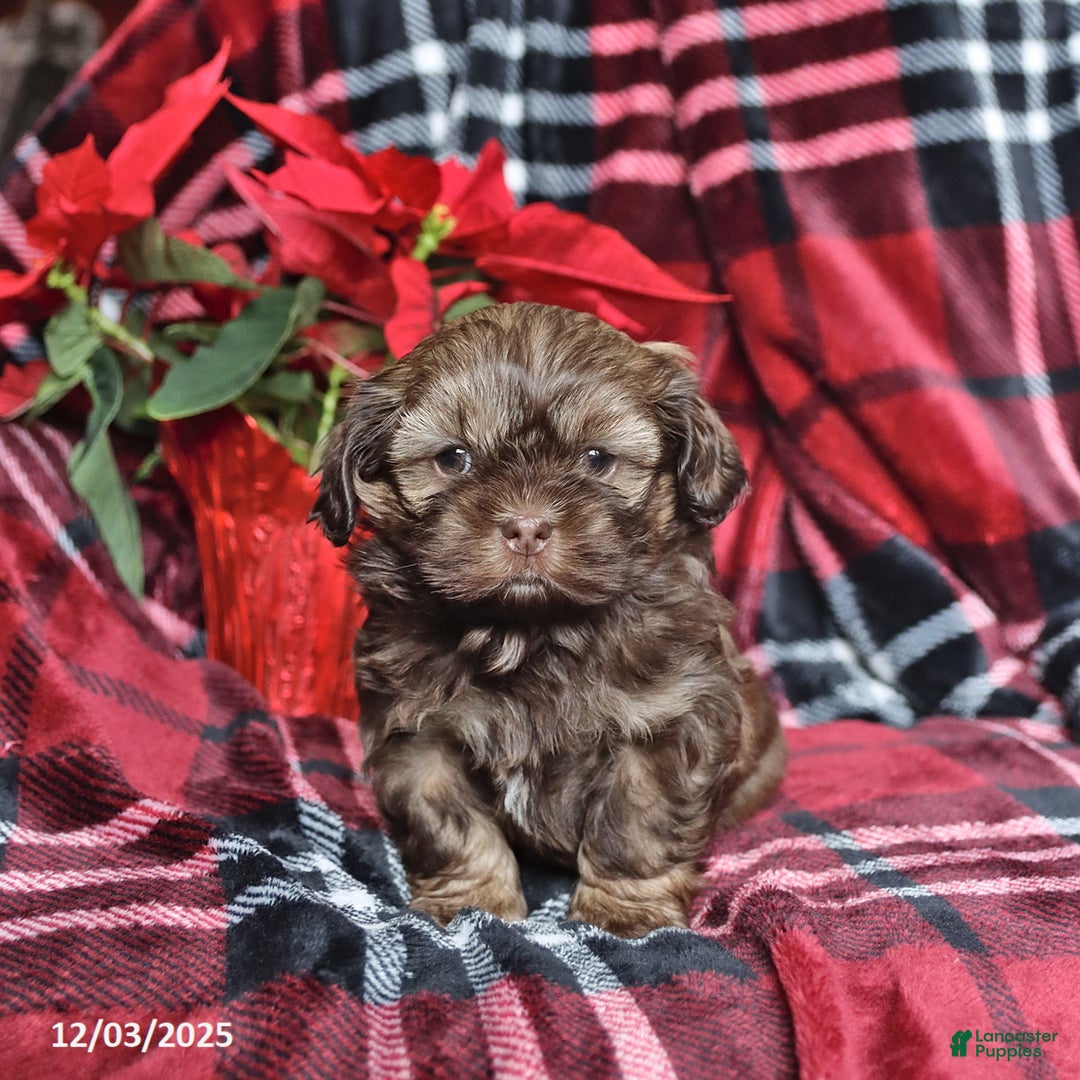 Mixed Breed dogs for sale: Dasher - Ad 3