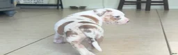 American Bully dogs for sale: American Bully 4 - Ad 3