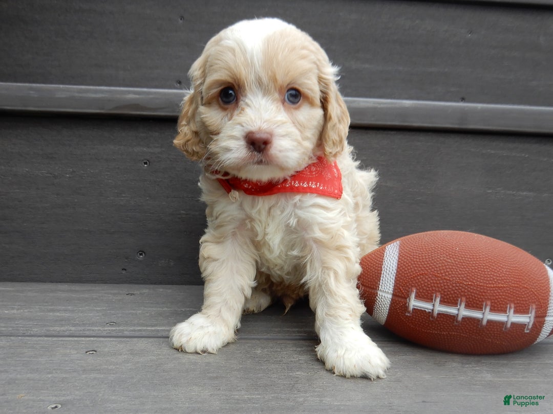 Cockapoo dogs for sale: Joey - Ad 5