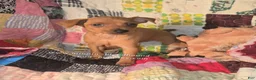 Miniature Pinscher dogs for sale: Theo - Ad 4