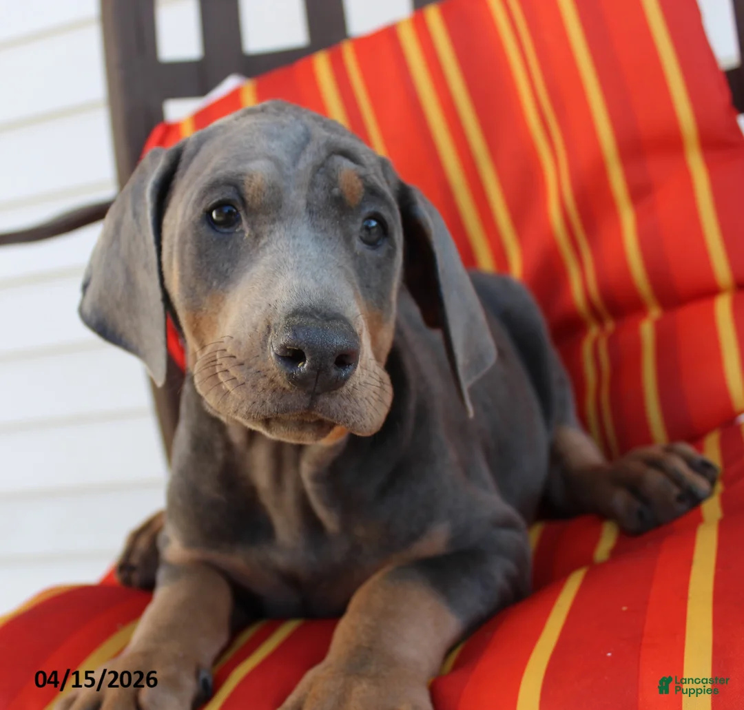 Doberman Pinscher dogs for sale: Rodney - Ad 5