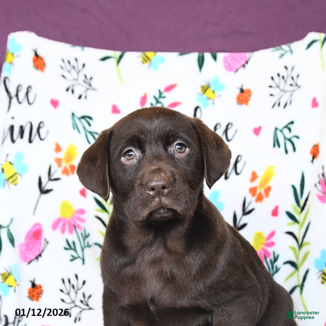 Labrador Retriever dogs for sale: Paris - Ad 4
