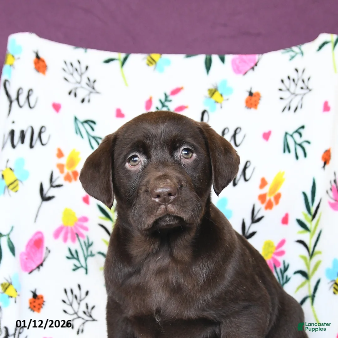 Labrador Retriever dogs for sale: Paris - Ad 5