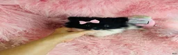 Pomeranian dogs for sale: Pomeranian Puppy 1 - Ad 3