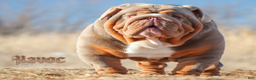 English Bulldog dogs for sale: English Bulldog Puppy 1 - Ad 4