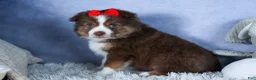Miniature Australian Shepherd dogs for sale: ELVIS - Ad 15